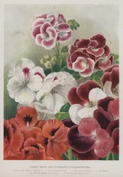 Fancy, Show und dekorative Pelargonien
